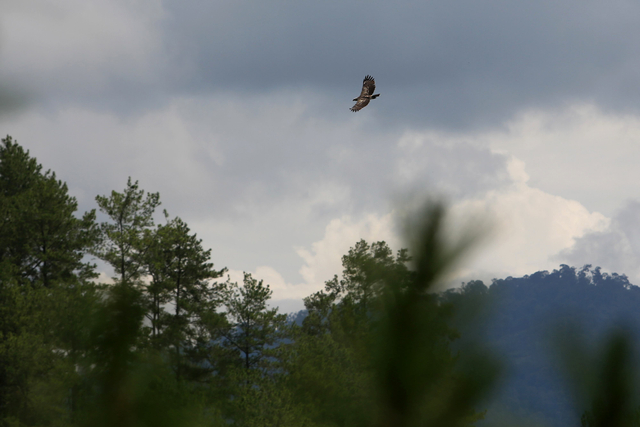 Ilustrasi. (Seekor burung elang brontok terbang bebas usai dilepasliarkan di kawasan hutan lindung Takengon, Aceh Tengah, Aceh, Minggu (19/9/2021). Foto: Syifa Yulinnas/Antara Foto)