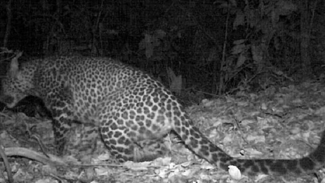 Macan tutul jawa terekam kamera berkeliaran di Hutan Sanggabuana.
 Foto: ANTARANEWS