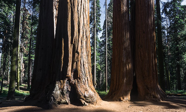 Pohon terbesar di dunia Giant Sequoias (Sequoiadendron giganteum). Foto: Wikimedia Commons