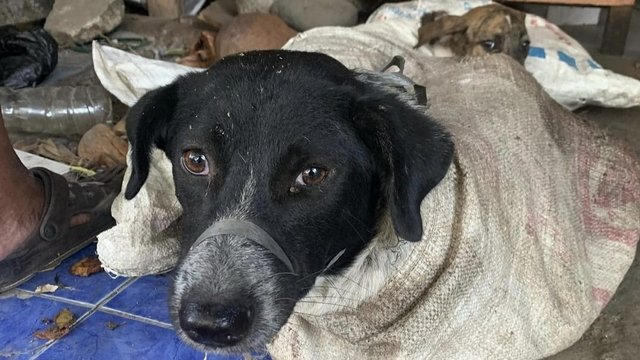 Anjing yang ditemukan dibungkus dalam karung di rumah jahal di Bantul. Foto: instagram/@rrdcjogja
