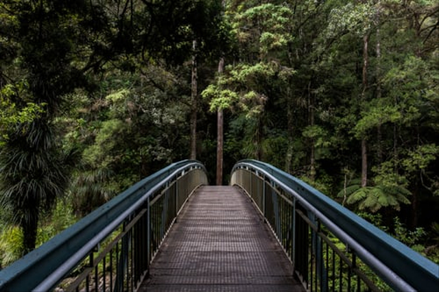 Usaha-usaha pelestarian sumber daya alam. Foto: Unsplash