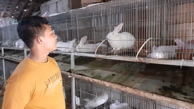 Gentur Rahmadhani, pelajar SMP di Gunungkidul yang sukses beternak kelinci selama pandemi. Foto: Erfanto/Tugu Jogja