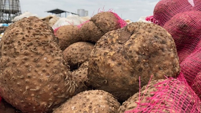 Harga Porang Dikabarkan Anjlok sampai Rp 3 Ribu per Kg, Bagaimana Mensiasatinya? (74962)