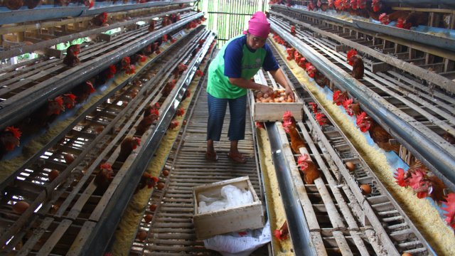 Pekerja memanen telur di sebuah peternakan ayam petelur di Wonokoyo, Malang, Jawa Timur, Selasa (21/9/2021). Foto: ARI BOWO SUCIPTO/ANTARA FOTO