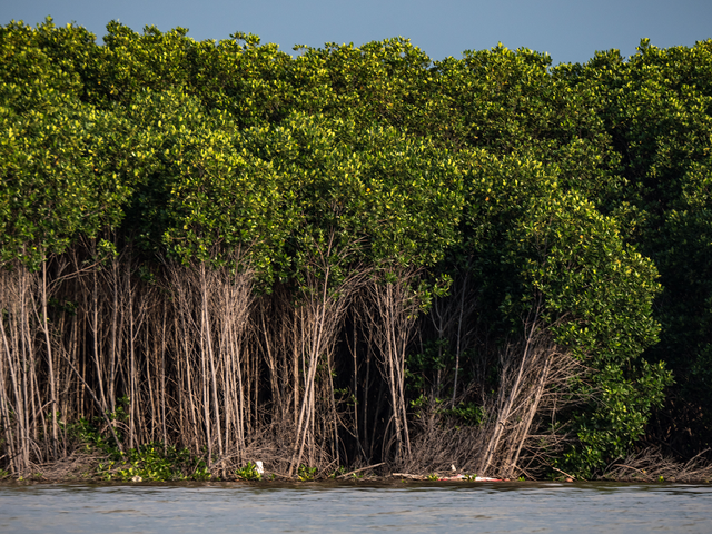 Ilustrasi: Hutan mangrove mampu menyimpan karbon 3-5 kali lebih banyak daripada hutan tropis dataran tinggi photo by: KEHATI