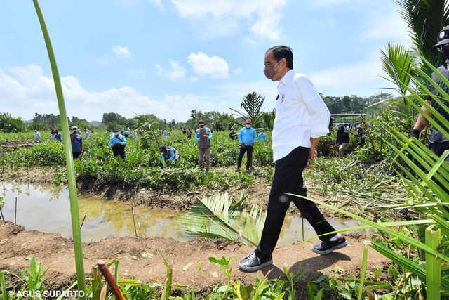 Presiden Jokowi melakukan Penanaman Pohon Mangrove di Desa Tritih Kulon, Kecamatan Cilacap Utara, Kabupaten Cilacap (23/09/2021) Foto: Agus Suparto/Presidential Palace