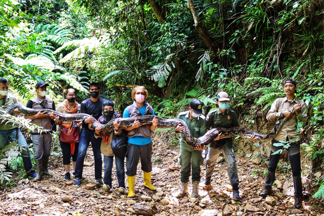 ULAR piton sepanjang 9 meter dengan berat 120 Kg berusia 30 tahun siap untuk dilepasliarkan di kawasan hutan oleh Balai Besar Konservasi Sumber Daya Alam (BBKSDA) Riau. 