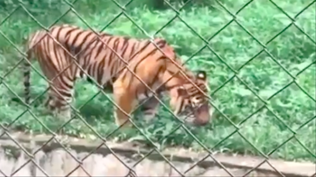Tangkapan layar video harimau makan rumput. Foto: Ist