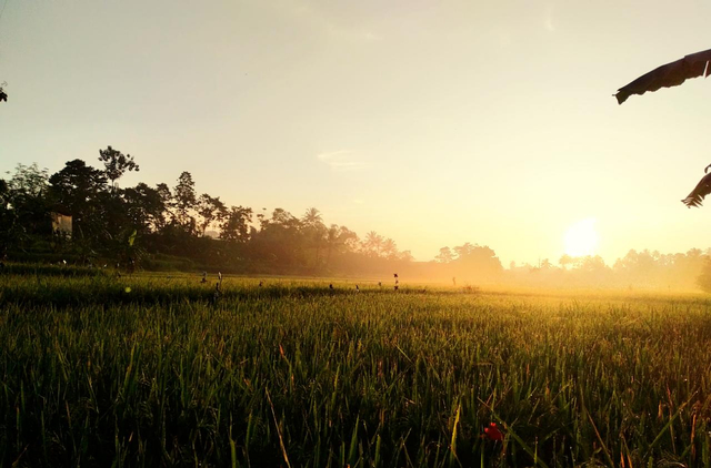 Dok. Suasana Pertanian di Desa Cisande, Sukabumi