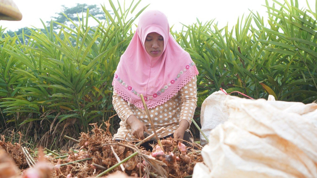 Petani Perempuan Indonesia. Foto: Kementan RI