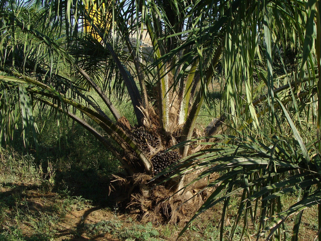 Ilustrasi Kelapa Sawit. Sumber : https://pixabay.com/id/photos/kelapa-sawit-pohon-perkebunan-287902