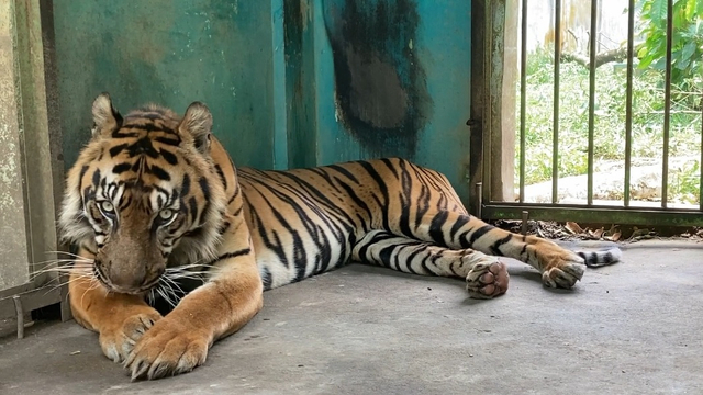 Harimau di Medan Zoo yang viral karena makan rumput dan kurus Foto: Dok. Istimewa