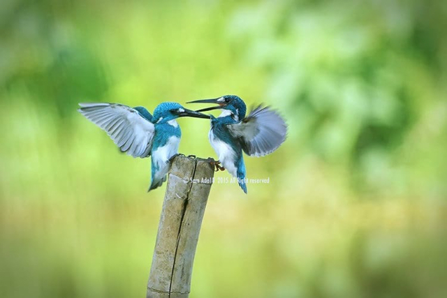 Burung Cerulean Kingfisher hasil foto fotografer Ade Mamad. Foto: Dok. Ade Mamad via Instagram @sam.ade18