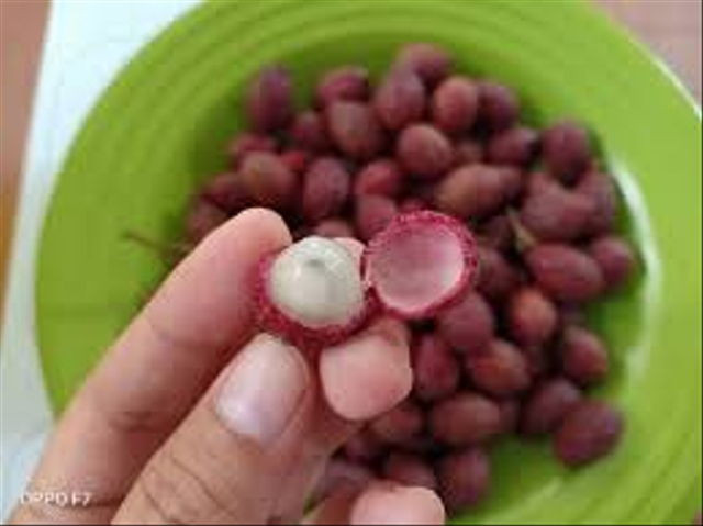 Buah Idur, salah satu jenis buah lokal khas kalimantan. Foto: IST/InfoPBUN