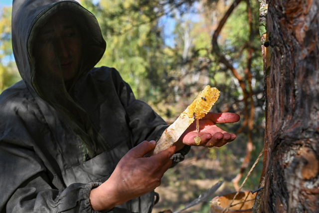 Foto Berburu Madu Liar Di Tengah Hutan Bashkortostan Rusia