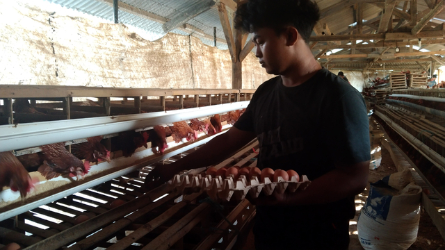 Asep Hamdan (22), mahasiswa asal Majalengka yang sukses menjadi peternak ayam petelur. FOTO: Erick Disy/CIREMAITODAY
