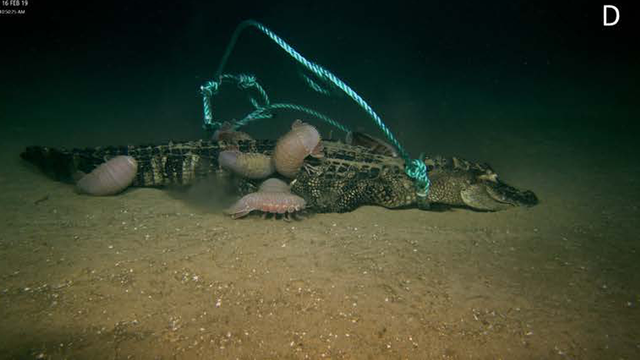 Eksperimen bangkai aligator di bawah laut. Foto: McClain, et al. PLOS One, 2019