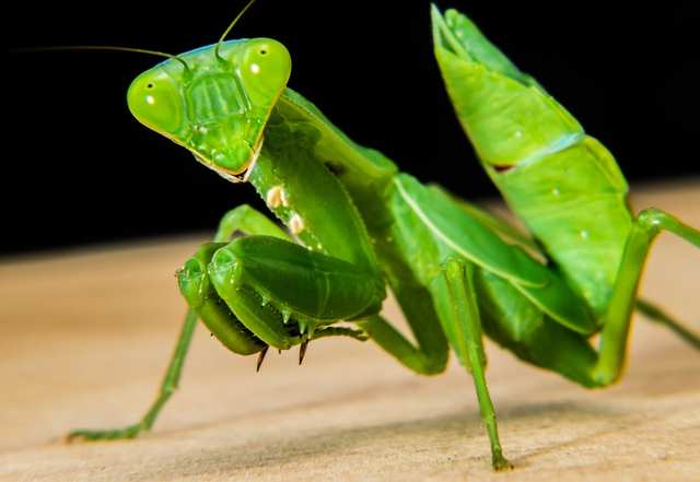 Belalang merupakan salah satu contoh hewan yang mengalami metamorfosis tidak sempurna. Foto: Pixabay