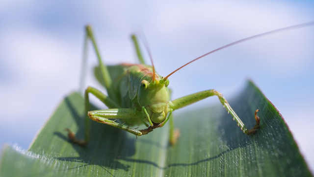 Daur hidup belalang dimulai dari fase bertelur hingga belalang dewasa. Foto: Pixabay