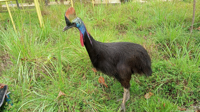 Suasana tempat perlindungan rusa timor atau Cervus timorensis dan Kasuari Gelambir di kawasan PT Kilang Pertamina Internasional (KPI) Unit Kasim. Foto: Ernes Broning Kakisina/Antara