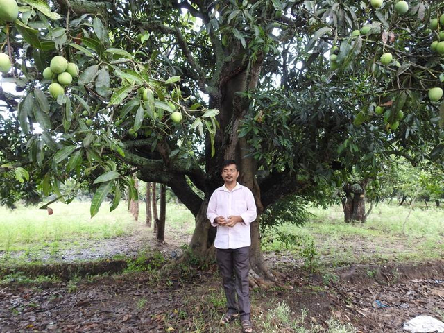 Petani punya ratusan varietas mangga. (Foto: Dok. Bindu Gopal Rao)