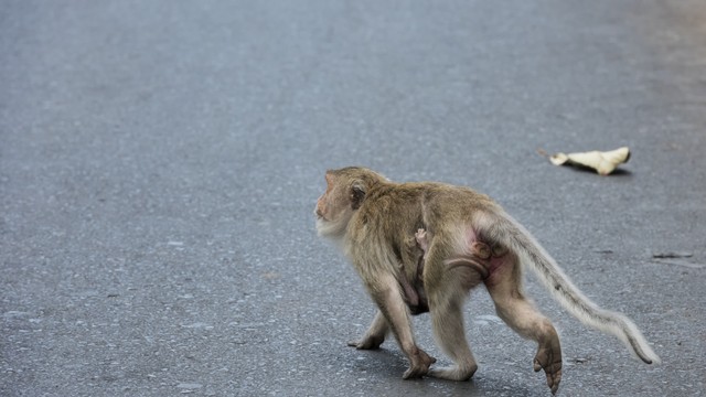 Ilustrasi monyet masuk permukiman. Foto: Shutter Stock