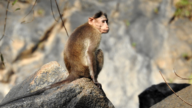 Ilustrasi monyet ekor panjang. Foto: Shutter Stock