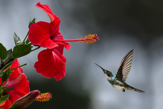 Burung Kolibri, Sumber: Pexels