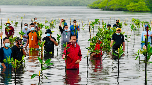 Pemerintah Luncurkan Peta Mangrove Nasional Baseline Pengelolaan Rehabilitasi Kumparan Com