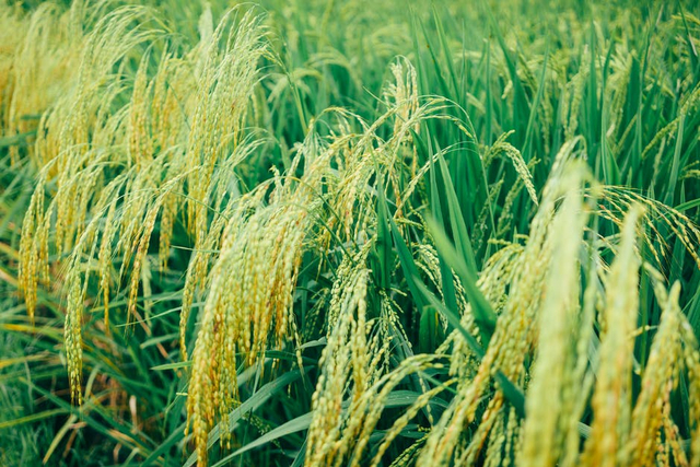 Pada ekosistem sawah, tanaman padi berperan sebagai produsen. Sumber: Pexels.com