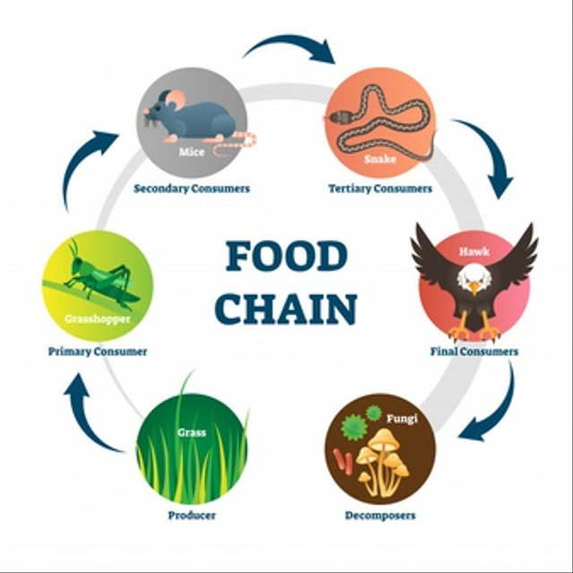 Ilustrasi rantai makanan pada ekosistem sawah. Sumber: Freepik.com