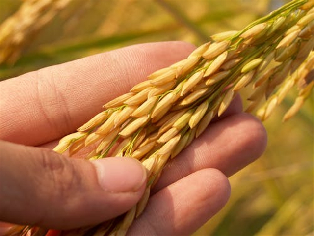 Salah satu dampak dari kepunahan ular adalah tanaman padi akan semakin berkurang. Sumber: Pexels.com