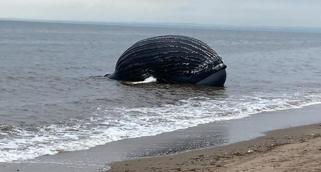 Bangkai paus bungkuk yang mati terdampar di pantai Staten Island pada 17 September.  Foto: Atlantic Marine Conservation Society