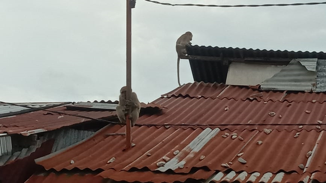 Kawanan monyet liar menyerang warga Kelurahan Bandar Utama, KotaTebing Tinggi, Sumatera Utara, Kamis (30/9). Foto: Dok. Istimewa