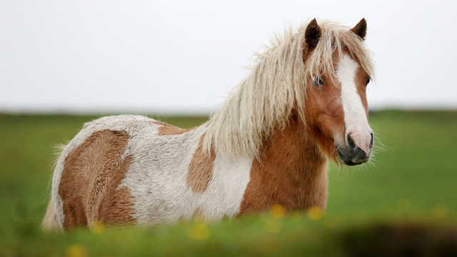 Potret kuda poni yang ada di peternakan Shetland, Skotlandia. Foto: ADRIAN DENNIS / AFP