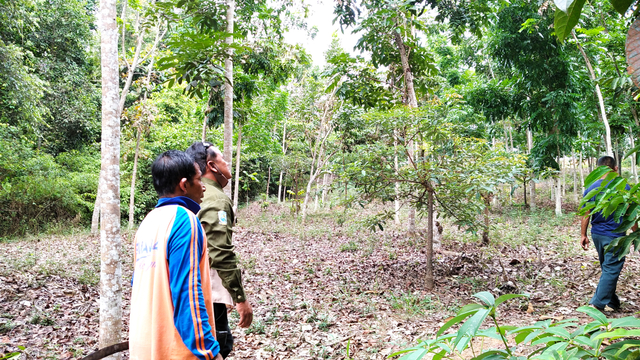 Taman Hutan Sejuta Cinta, tempat tumbuhnya pohon yang ditanam para pengantin baru. (Foto: M Sobar Alfahri/Jambikita)