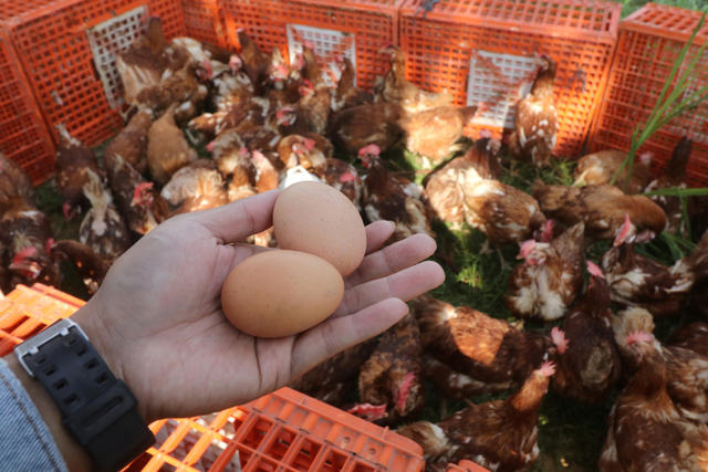Peternak menunjukkan telur ayam dari ayam layer yang diobral di pinggir jalan Kelurahan Ketami, Kota Kediri, Jawa Timur, Minggu (3/10/2021). Foto: Prasetia Fauzani/Antara Foto
