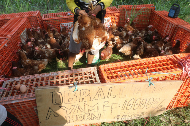 Peternak mengobral ayam layer produktif bertelur di pinggir jalan Kelurahan Ketami, Kota Kediri, Jawa Timur, Minggu (3/10/2021). Foto: Prasetia Fauzani/Antara Foto