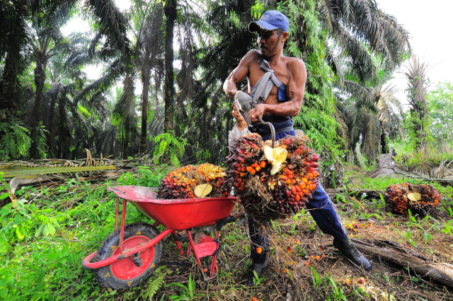 Pekerja memuat tandan buah segar (TBS) kelapa sawit. Foto: ANTARA FOTO/Wahdi Septiawan