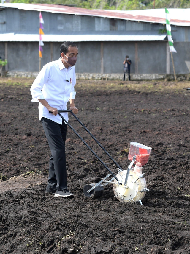 Presiden Jokowi saat kunjungan kerja di lokasi Tani Maju Makmur, Sorong, Papua Barat untuk melakukan penanaman benih jagung didampingi oleh Petani, Senin (4/10/2021). Foto: Kris/Biro Pers Sekretariat Presiden