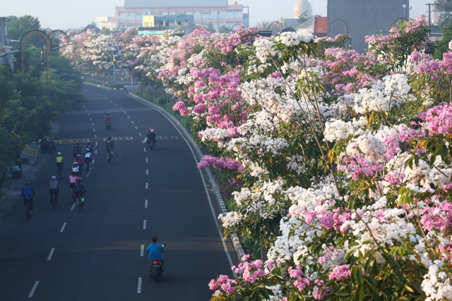 Bunga tabebuya yang kini sedang bermekaran di jalan-jalan protokol Surabaya. Foto-foto: Humas Pemkot Surabaya