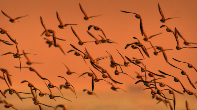 Menantang Maut, Ajaibnya Strategi Burung Elang Terbang Migrasi Lintas Benua  | kumparan.com