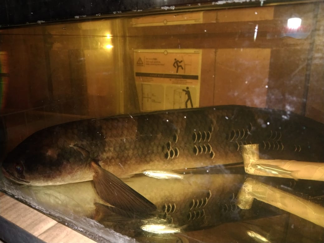 Ikan dari penjual ikan di kalimantan, foto Milik penulis