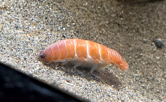 Isopoda unik yang mirip sushi. Foto: @aquamarinestaff/Twitter