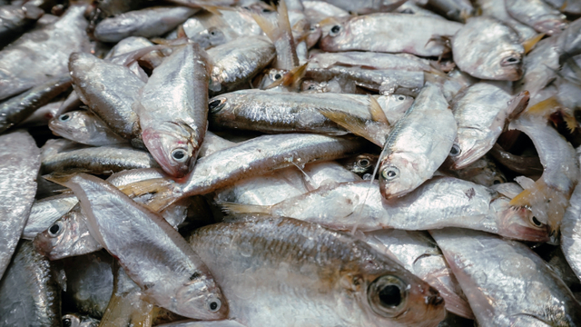 Ikan hasil tangkapan nelayan yang dijual di Dermaga Muara Angke, Jakarta Utara. Foto: Jamal Ramadhan/kumparan