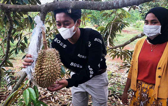 Wisata Kebun Durian di Gresik, Pengunjung dapat Nikmati Montong hingga Musang