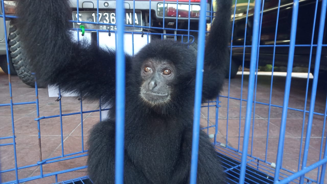 Momo, Uwo Siamang yang akan ditranslokasi ke Sumatera Barat - IST