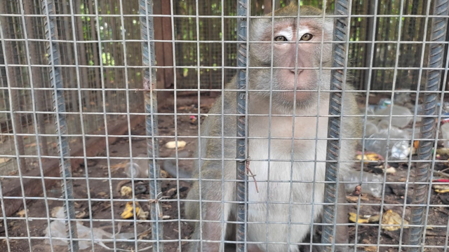 Kandang monyet di Lapangan Karangpawitan 2, Karawang, dipenuhi sampah. Foto: Dok. Istimewa