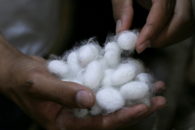 Seorang pekerja mengumpulkan kepompong ulat sutra putih untuk digunakan dalam produksi sutra di Desa Abu Ghalib, Giza, Mesir. Foto: Hana Habib/REUTERS