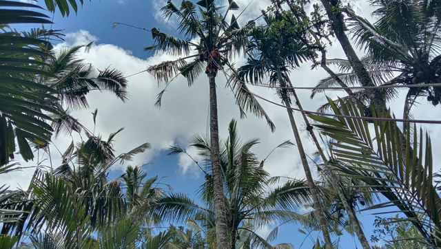 Proses evakuasi korban yang meninggal di atas pohon kelapa di Karangasem, Bali - IST